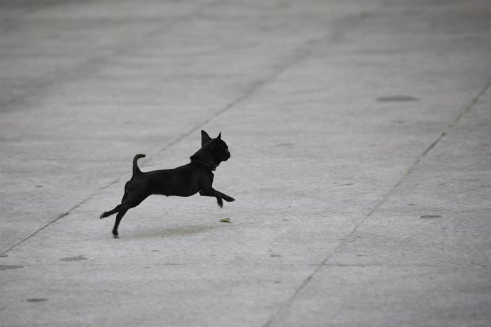 Un perro de la Escuela de Formación Profesional Canina en la galería de cristal del Palacio de Cibeles durante las Fiestas de San Antón 2022, a 16 de enero de 2022, en Madrid.