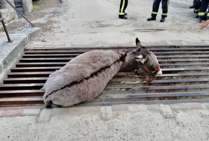 Liberan a un burro atrapado en un paso canadiense en Cercedilla