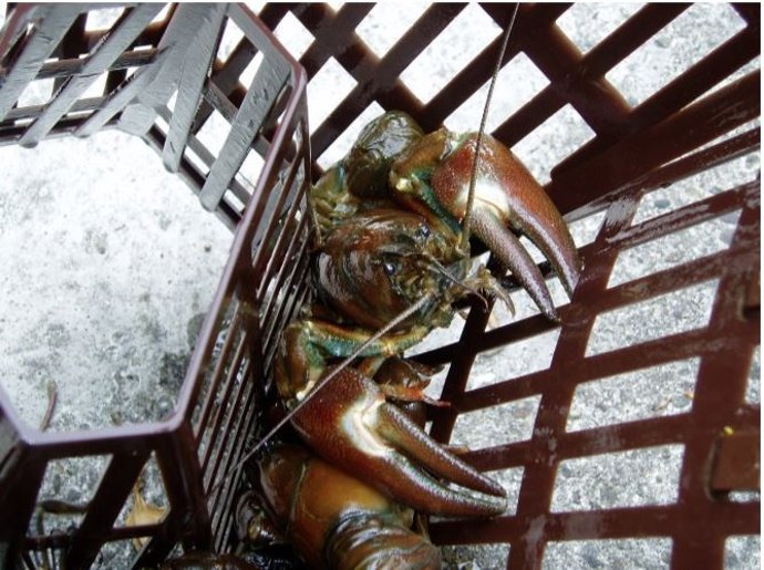 Individuos de cangrejo señal (Pacifastacus leniusculus) capturados en los Países Bajos.