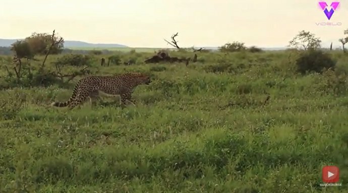 Increíble persecución entre un guepardo y un chacal