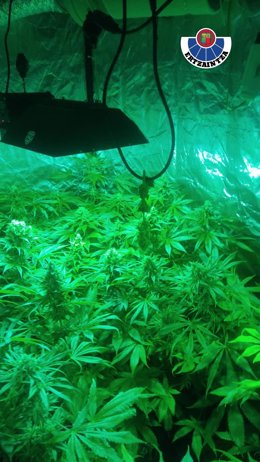 Una operación conjunta entre la Ertzaintza y la Guardia Civil permite desmantelar una plantación de marihuana