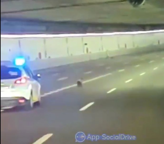 Policía Municipal escolta a un perro que corría por los túneles de la M-30