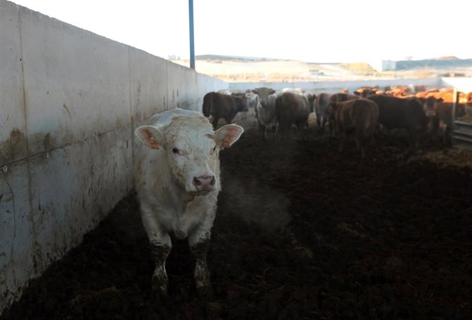 Una vaca en la explotación ganadera  