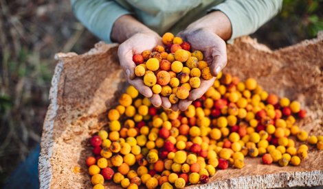 Comunicados Internacional