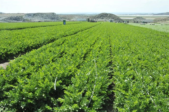 Archivo - Campo de Murcia