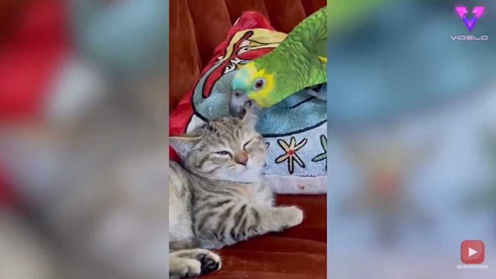 Entrañable amistad entre un loro y un gato