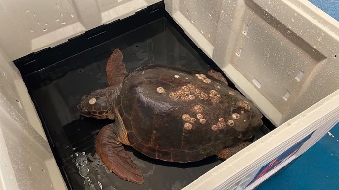 Ejemplar de tortuga rescatado por unos pescadores de Sanlúcar.