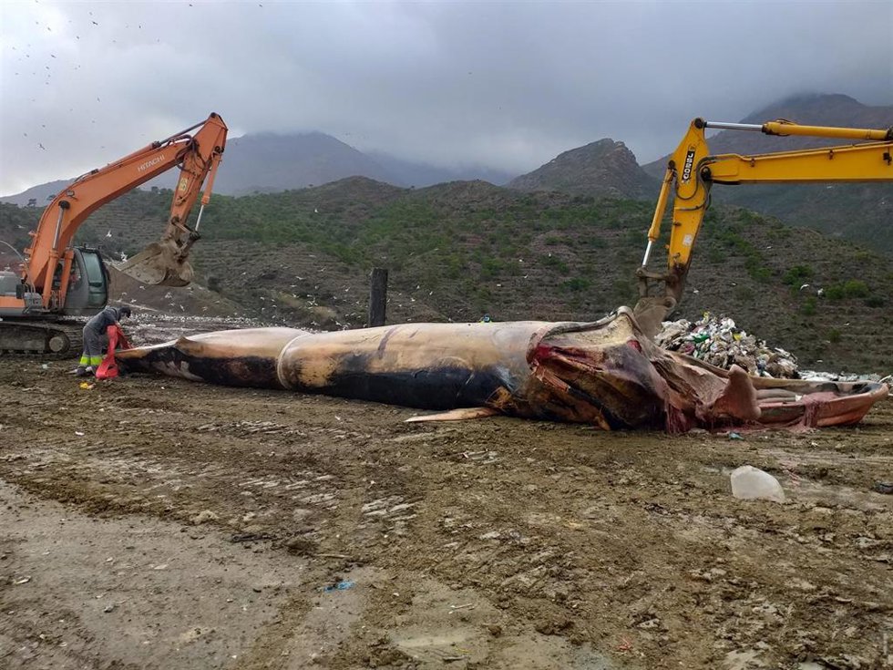 Los restos de la ballena que apareció muerta en Estepona, depositados en el complejo ambiental de la Costa del Sol