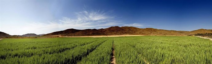 Imagen recurso de Herbex.