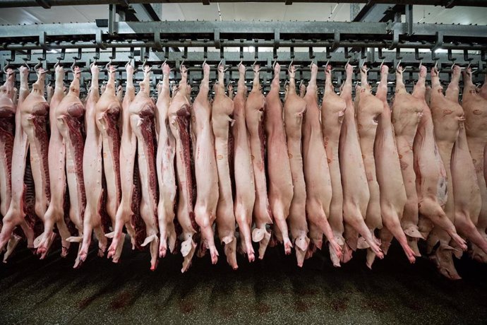 Archivo - FILED - 04 February 2019, Lower Saxony, --: Halved pigs hang on hooks at a slaughterhouse. China has placed an import ban on German pork after the European country's first case of African swine fever was confirmed this week, Chinese customs of