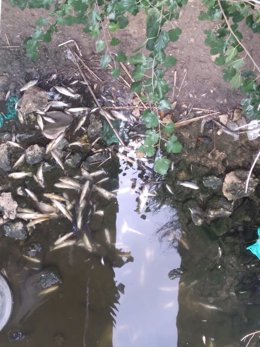 Archivo - Peces muertos en el río Guadaíra
