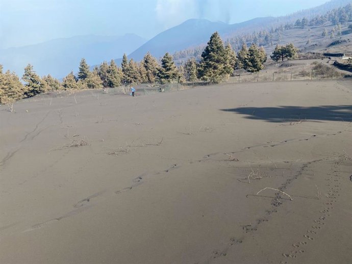 Viñedo enterrado bajo la ceniza de La Palma