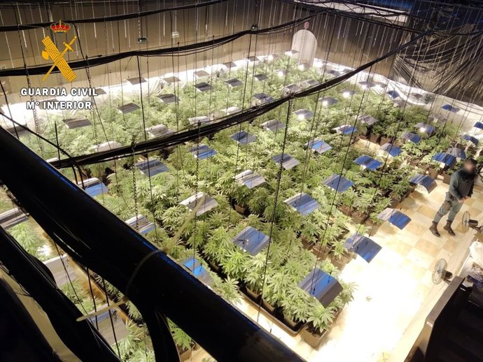 Marihuana intervenida en una nave industrial de Cuevas del Almanzora (Almería).