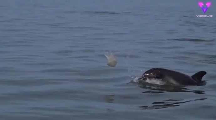 Un delfín juega al "fútbol" con una medusa