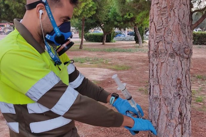Un empleado municipal aplica la endoterapia a un árbol
