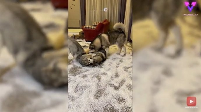 Estos perros husky destrozaron el salón de la casa