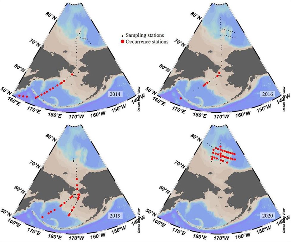 Existencia de Salpingella sp.1 en los años 2014 (Li et al., 2016), 2016 (Wang et al., 2019), 2019 (datos del equipo no publicados) y 2020.