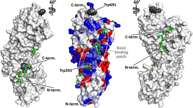 Identifican una proteína responsable del desarrollo y crecimiento del cáncer de pulmón