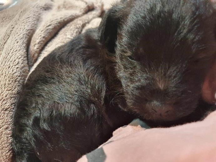 Cachorro de perro abandonado,  en el concejo asturiano de Parres