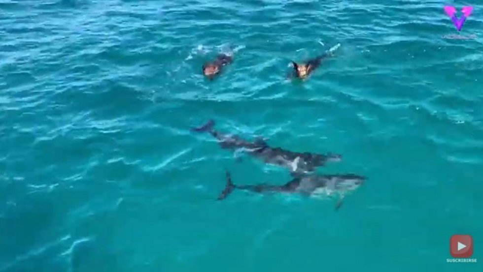 A ESTOS PERROS LES ENCANTA NADAR ENTRE DELFINES