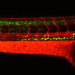 Archivo - En la foto se muestra una sección transversal de la vasculatura del pez cebra en rojo, con las células madre hematopoyéticas más potentes en amarillo dando lugar al tallo hematopoyético y a las células progenitoras en verde.