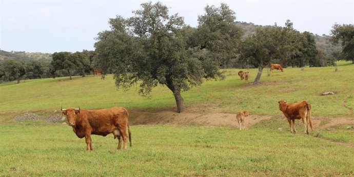 Archivo - Ganado vacuno