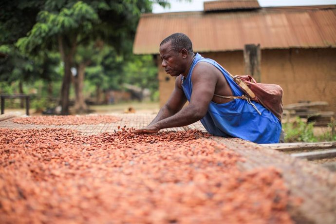 Archivo - Nestlé crea un plan para tratar los riesgos del trabajo infantil en la producción de cacao