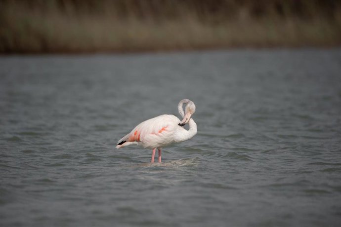 Archivo - Un flamenco en las Salinas del Mar Menor, en San Pedro del Pinatar, a 9 de agosto de 2021, en Murcia (España). Estas aves han sido liberadas, después de recuperarse de diversas lesiones en el Centro de Recuperación de Fauna Silvestre de El Val