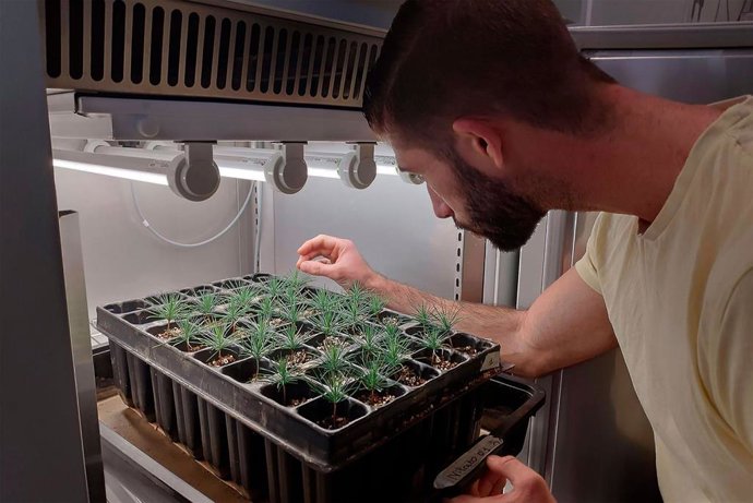 Investigación del amonio para las coníferas