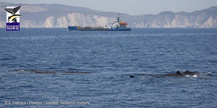 Archivo - La naviera MSC anuncia que desviará las rutas de sus barcos en Grencia para evitar la colisión de sus naves con cachalotes, una especie en peligro de extinción en el Mediterráneo.