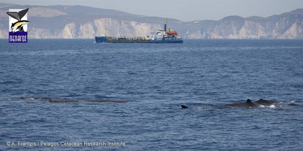 Archivo - La naviera MSC anuncia que desviará las rutas de sus barcos en Grencia para evitar la colisión de sus naves con cachalotes, una especie en peligro de extinción en el Mediterráneo.