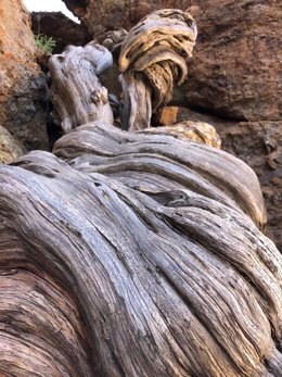 Un cedro de más de 1.400 años en el Teide, el árbol más viejo de la UE