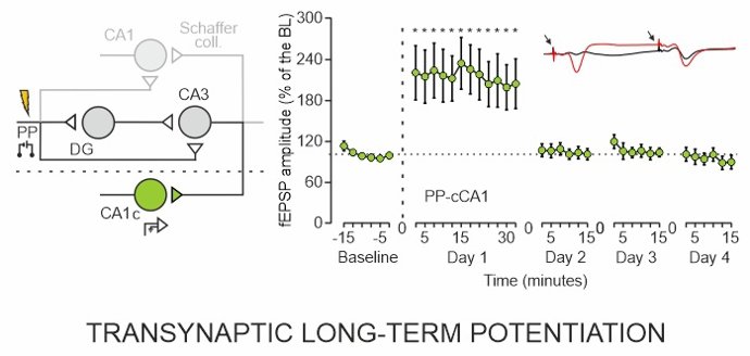 Investigación de la Pablo de Olavide sobre los mecanismos que hacen posible el aprendizaje.