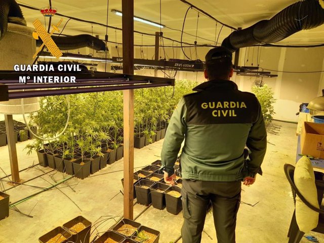Plantación descubierta de cannabis.