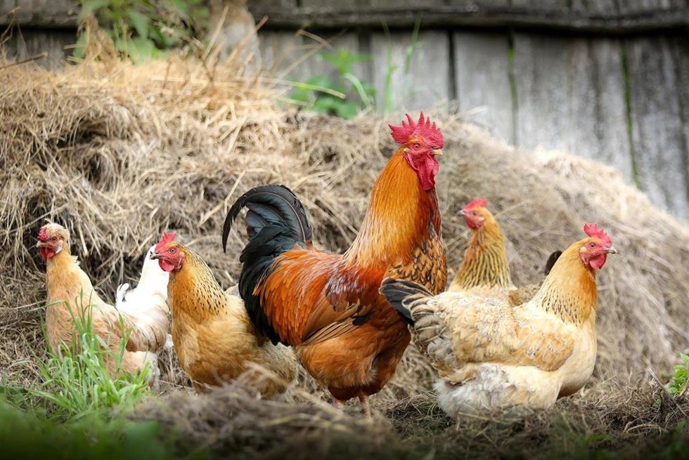 Archivo - Varias gallinas y un gallo