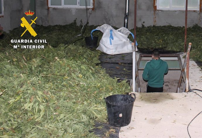 Imagen de la marihuana aprehendida en la Operación 'Langibo'