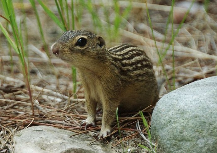 Ardilla de tierra de trece franjas