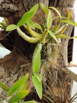 Orquidario de Estepona