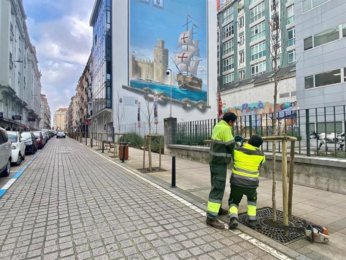Sustitución de arces por avellanos en la calle Peña Herbosa de Santander