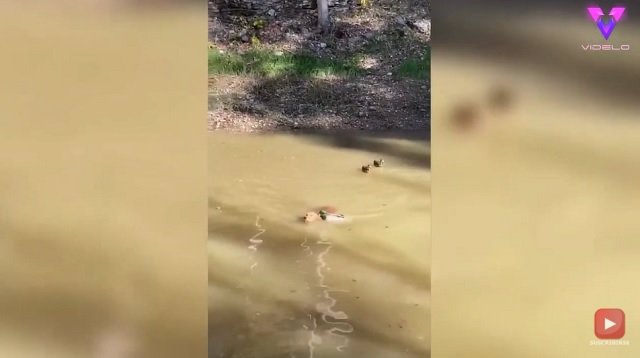 Este golden retriever es atacado por unos patos