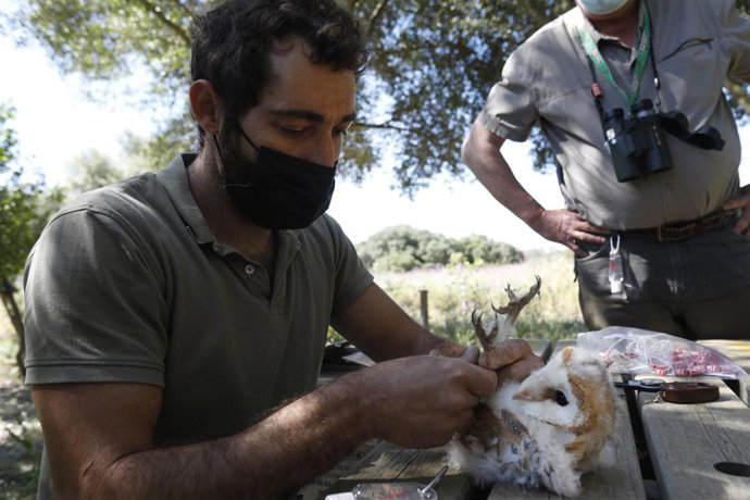 Archivo - Anillamiento de lechuzas en Madrevieja.