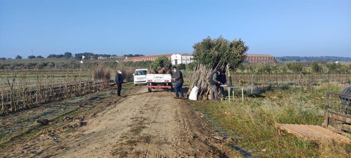 Más de 150 entidades locales solicitan ejemplares en la nueva campaña de árboles y arbustos de la Diputación de Cáceres