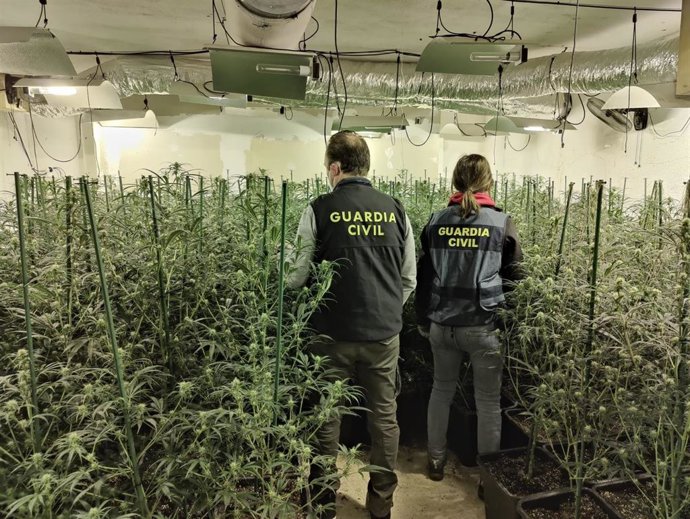 Una de las plantaciones de marihuana de la presunta organización criminal asentada en la provincia de Tarragona