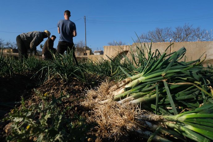 Diversos agricultors recollecten 'calots? en una plantació de Maspujols, a 28 de gener de 2022, a Maspujols, Tarragona, Catalunya (Espanya). Comena en la província de Tarragona la temporada de recollida dels ?calots?. Aquesta varietat de ceba dóna l
