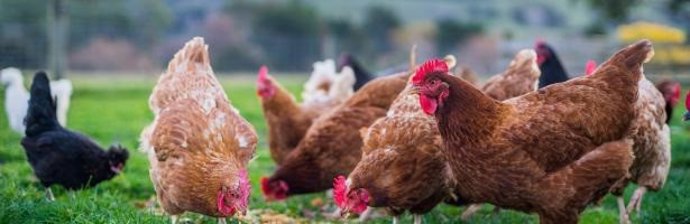 Archivo - Gripe aviar