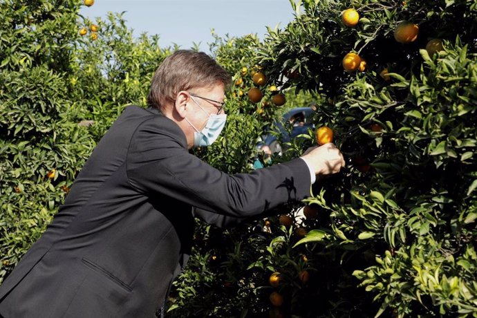 Archivo - Ximo Puig participa en el primer corte de la naranja valenciana, en una imagen de archivo