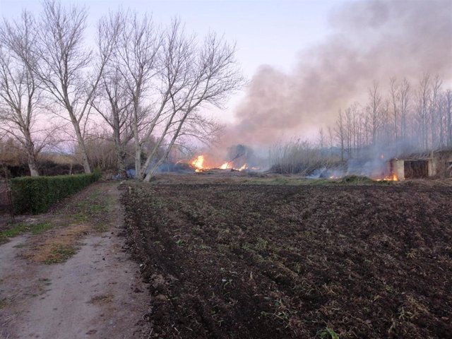 Incendio declarado en S'Albufereta de Alcúdia (Mallorca)