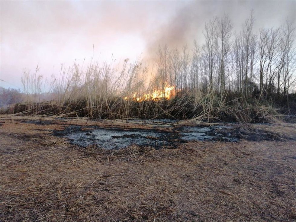 Incendio forestal en s'Albufereta de Alcúdia.