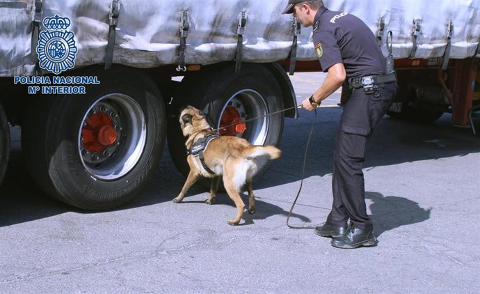 Archivo - Imagen de archivo de perros de la unidad canina de la Policía en la inspección de un camión para localizar a menores extranjeros no acompañados.