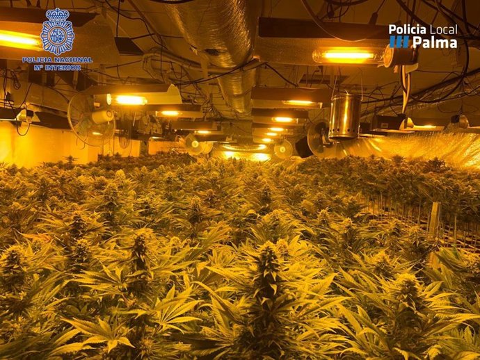 Plantación de marihuana desmantelada en la 'Operación Mandril'